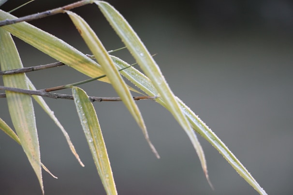 Close-up of a bamboo stalk with morning dew drops glistening