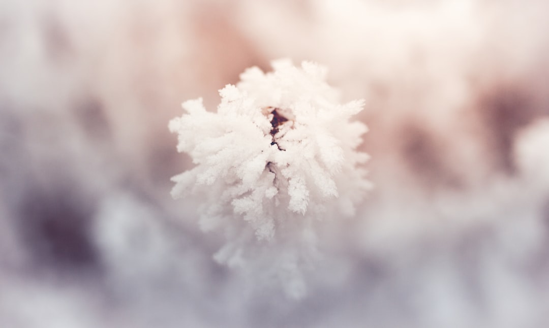 white cotton in close up photography