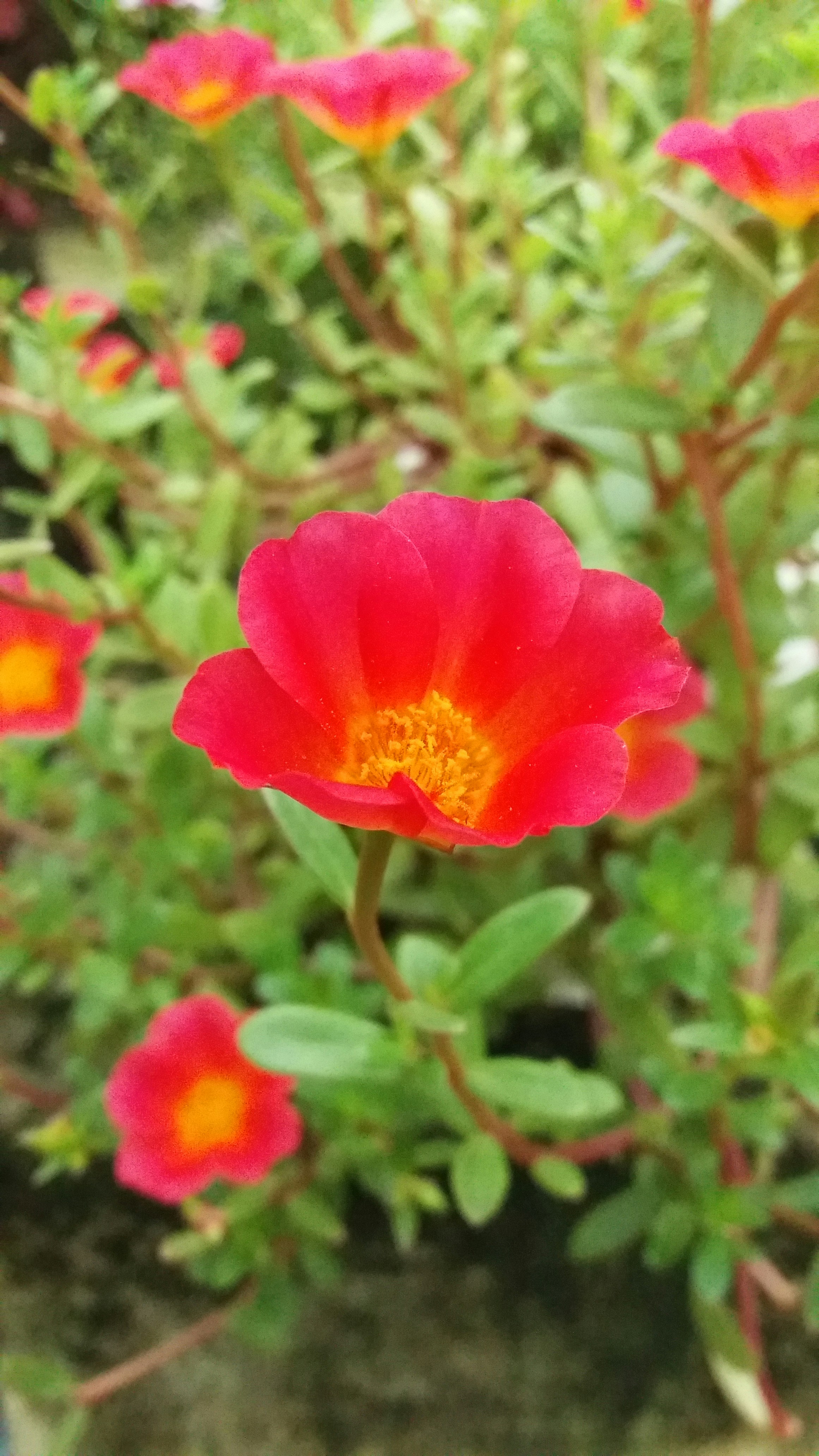 Free Unsplash photo from Manas Ranjan Maharana