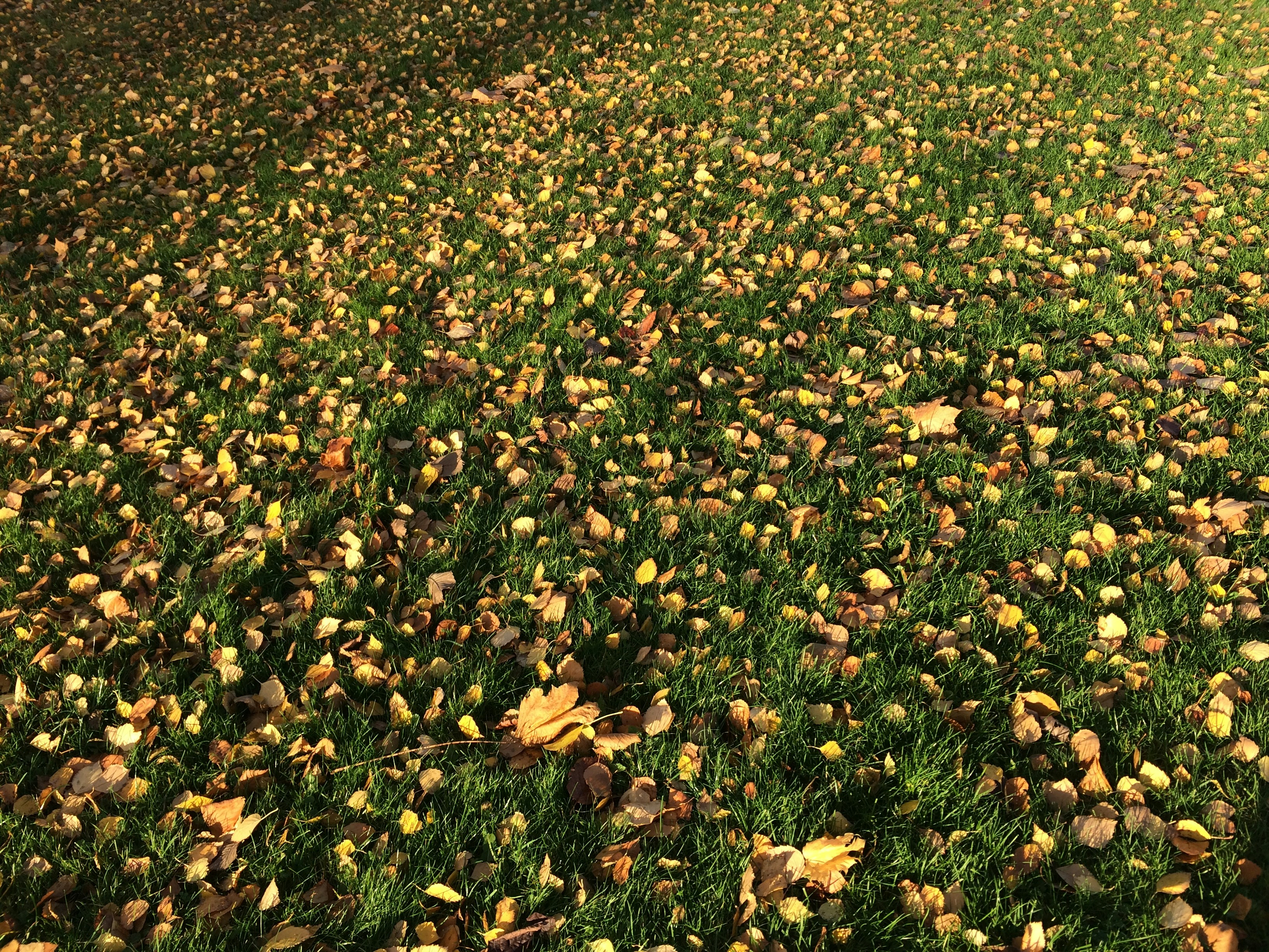 Free Unsplash photo from Gunilla Ask