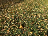 A rake resting on a lawn scattered with colorful fall leaves.
