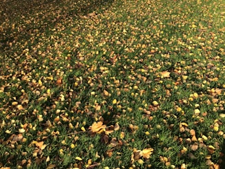 A rake resting on a lawn scattered with colorful fall leaves.