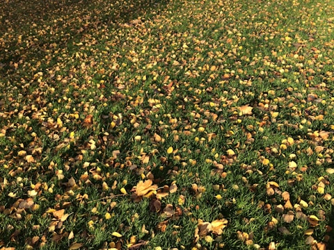 A neat yard with piles of colorful autumn leaves cleared away, showcasing a tidy lawn ready for winter.