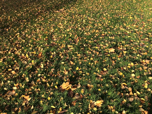 A lawn covered with scattered yellow and brown leaves, indicating a scene typical of autumn. The ground is a mix of green grass and fallen leaves, creating a carpet-like effect.