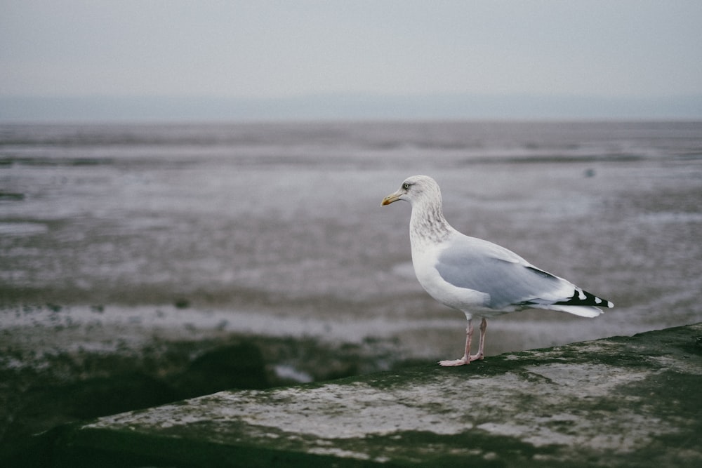 grey and white seagull resting on large rock