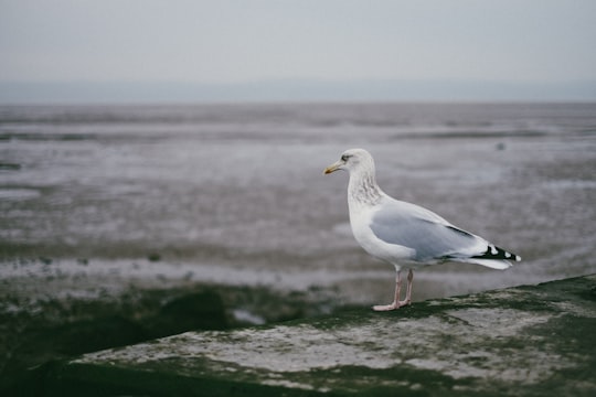 grey and white seagull resting on large rock in West Kirby United Kingdom