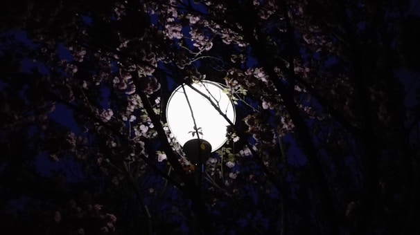 A glowing round lamp is surrounded by dense tree branches and leaves, creating a contrast between the bright light and the dark night. The branches form a pattern against the sky, adding texture and depth to the scene.