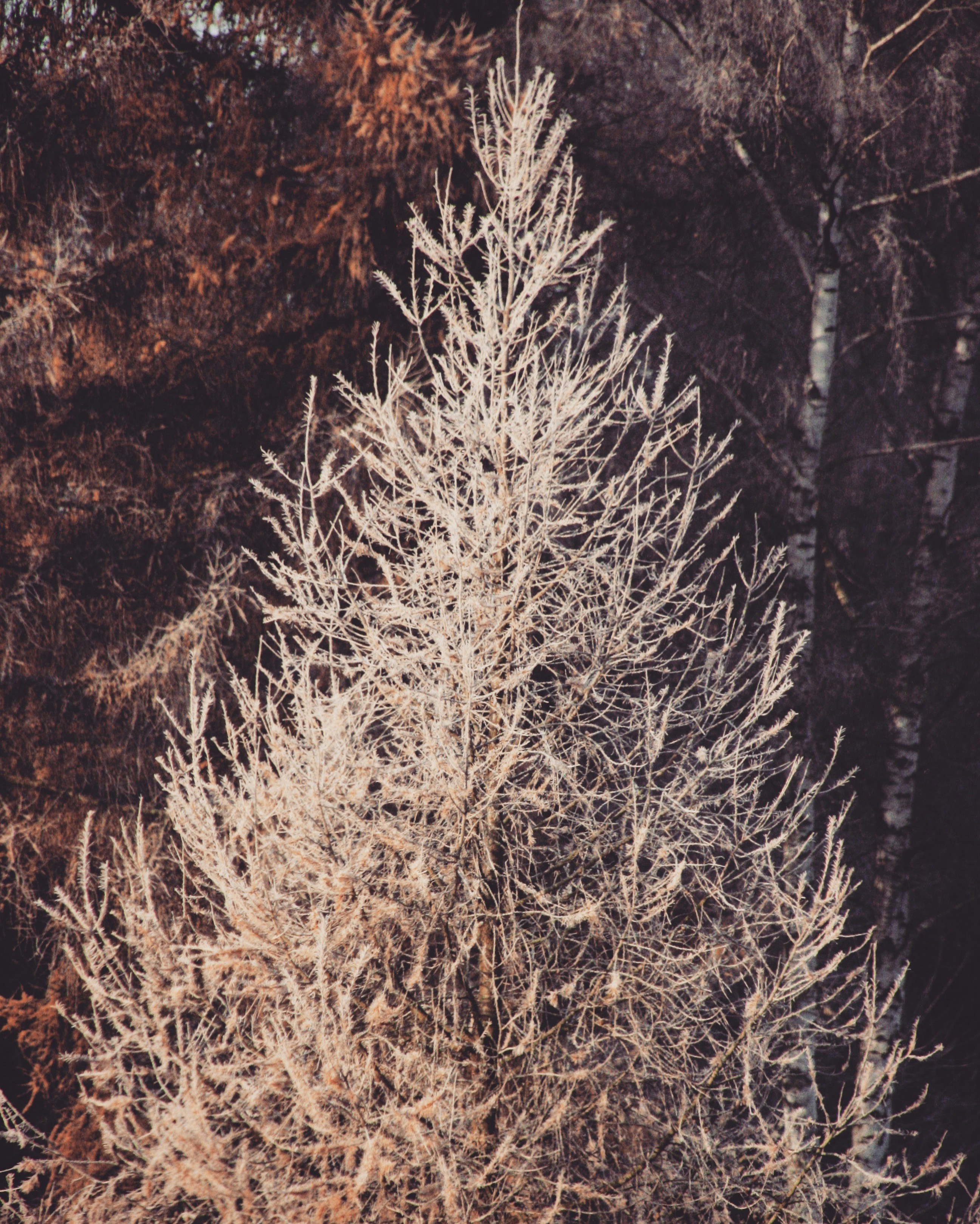 Free Unsplash photo from Ulrike Hütter