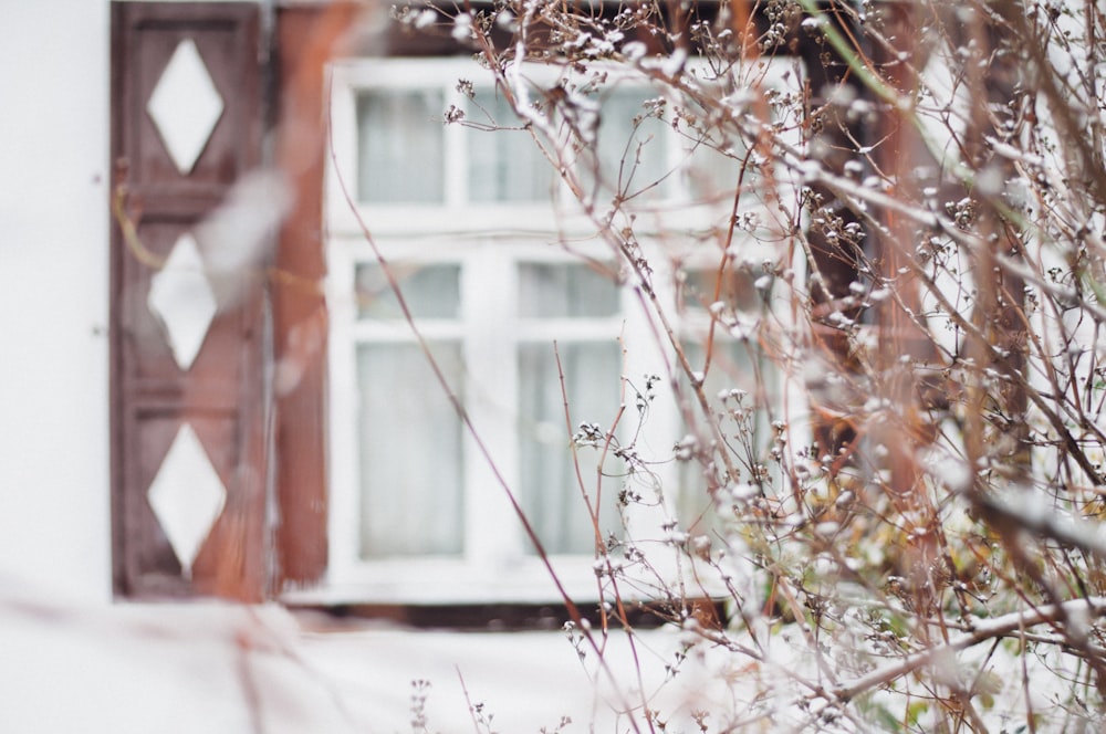 snow covered plant in front of white and brown window