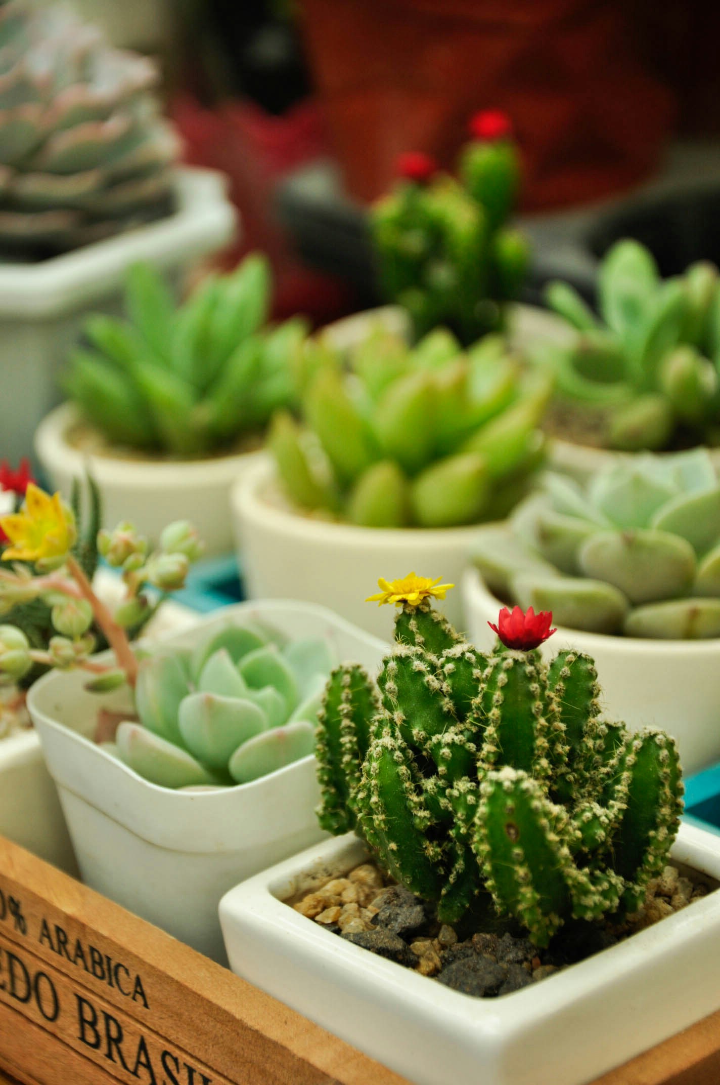 Free Unsplash photo from JEANDOLAN YOX