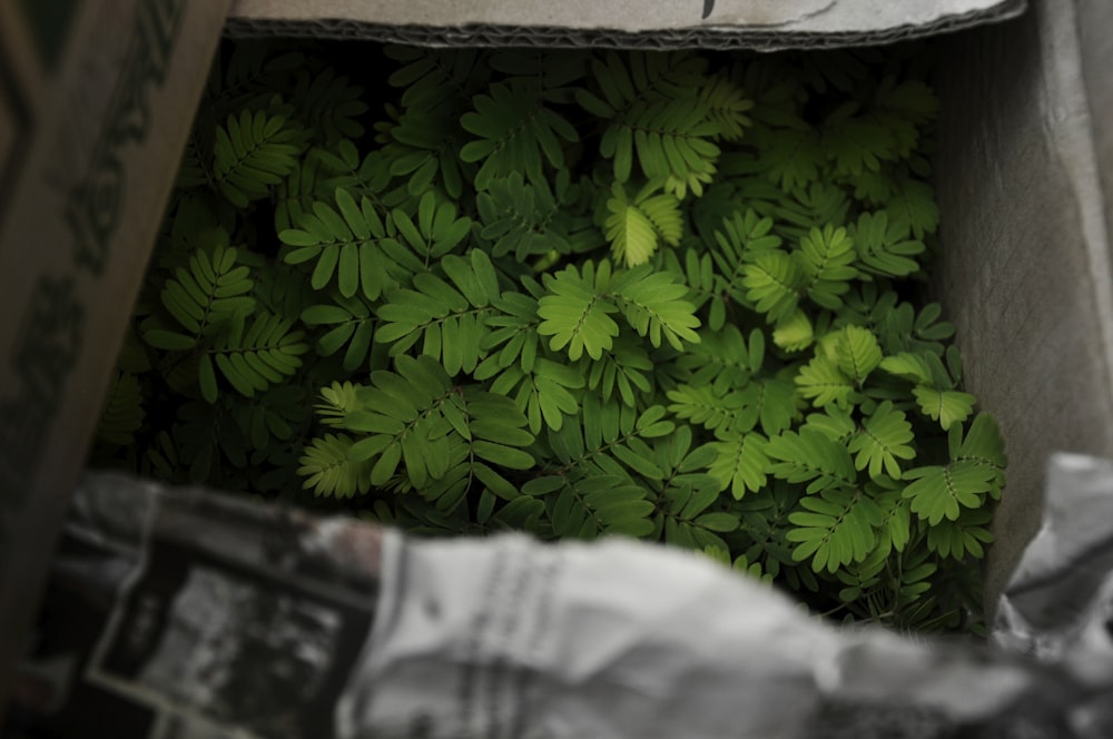 Plantes à double composé en boîte