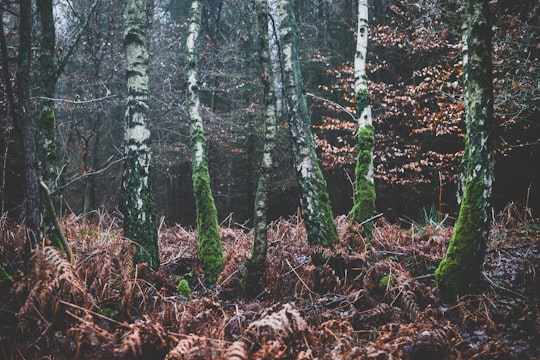 photo of Toppenstedt Forest near Speicherstadt