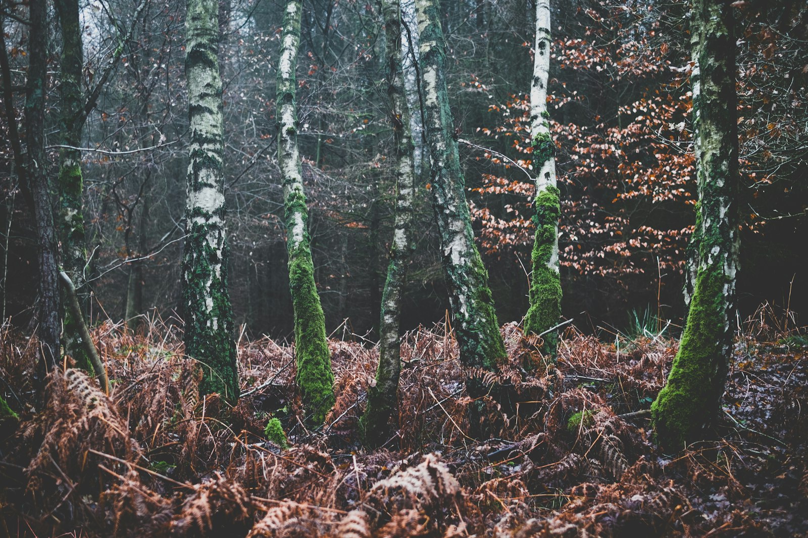 Fujifilm X-Pro1 sample photo. Green bark trees photography