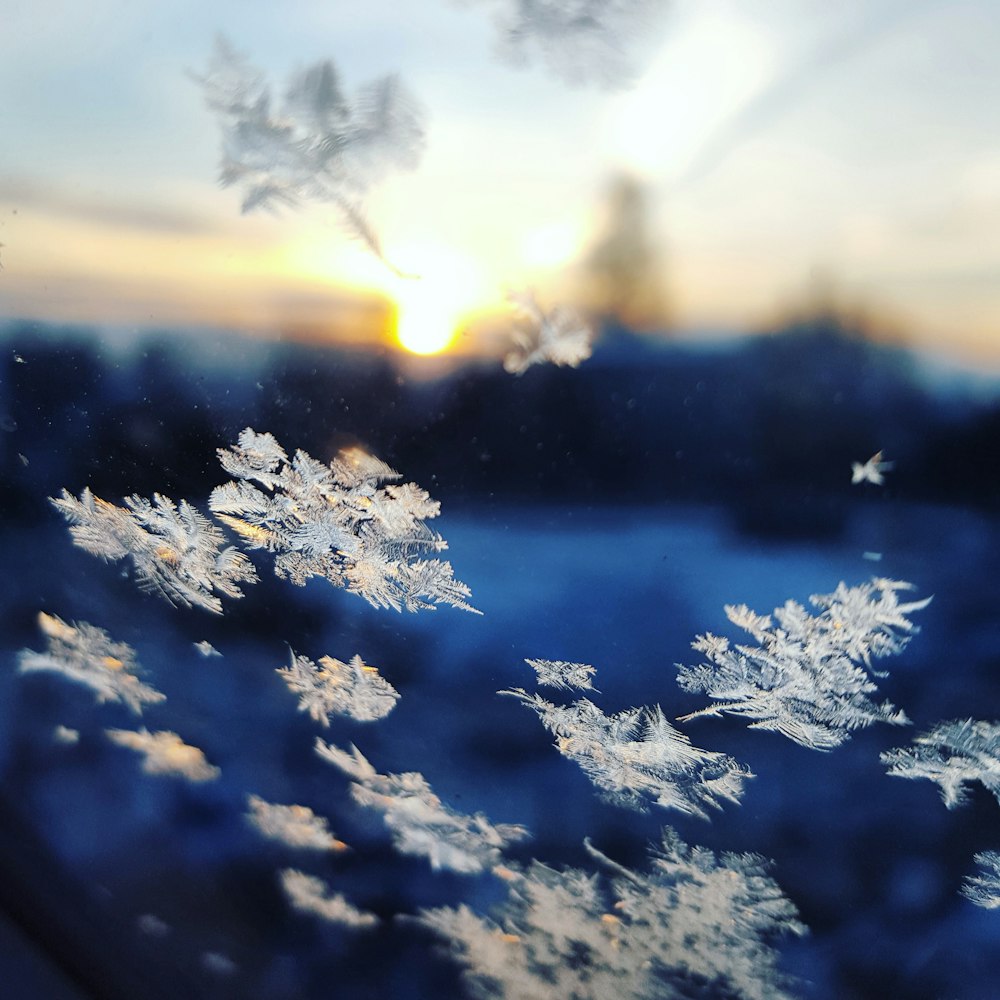 closeup photo of snowflakes