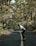 A skateboarder rides down a paved road surrounded by dense greenery and tall trees, creating a sense of movement and adventure in a natural setting. The road is lined with white and black striped markers, leading the viewer's eye into the scene.