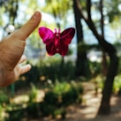 person's hand about to catch a pink butterfly toy at daytime