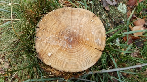 A tree stump with visible growth rings surrounded by green grass and a few scattered dry leaves and branches. The stump's texture is rough with sawdust remnants on its surface.