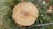 A tree stump with visible growth rings surrounded by green grass and a few scattered dry leaves and branches. The stump's texture is rough with sawdust remnants on its surface.