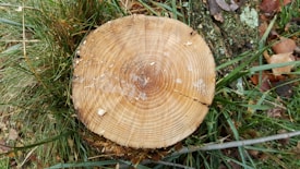 A tree stump with visible growth rings surrounded by green grass and a few scattered dry leaves and branches. The stump's texture is rough with sawdust remnants on its surface.
