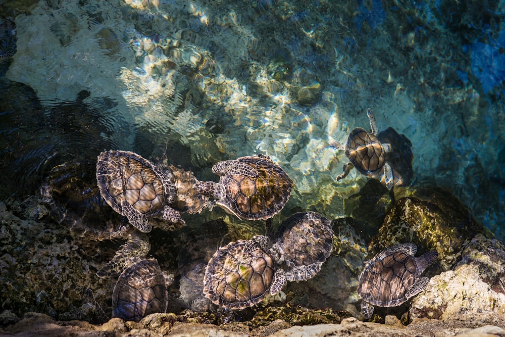 tartarughe sullo specchio d'acqua