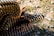 A large pile of rifle ammunition, some arranged in long strips, lies on the ground, blending with the grass and dirt. The metallic bullets have pointed copper tips and are stacked in a manner that showcases their shiny surfaces.