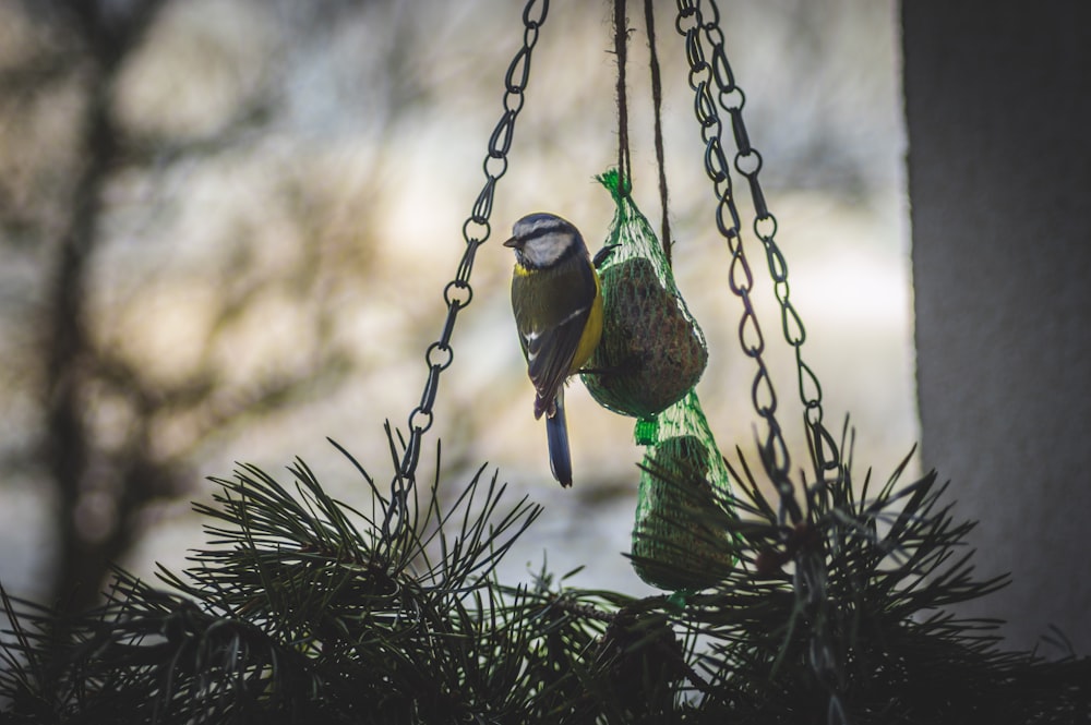 bird perching on hanging decor