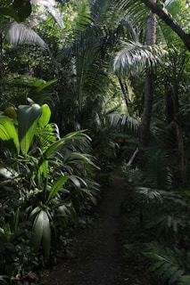 Lush, dense tropical jungle with tall palm trees and various other green plants creating a narrow path. Light filters through the canopy, highlighting the variety of leaf shapes and textures.