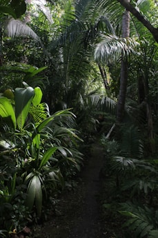 Lush, dense tropical jungle with tall palm trees and various other green plants creating a narrow path. Light filters through the canopy, highlighting the variety of leaf shapes and textures.