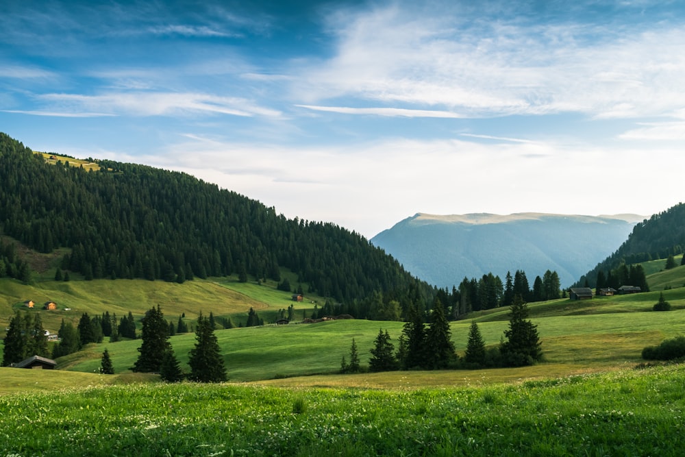 green grass field and green trees under blue sky during daytime