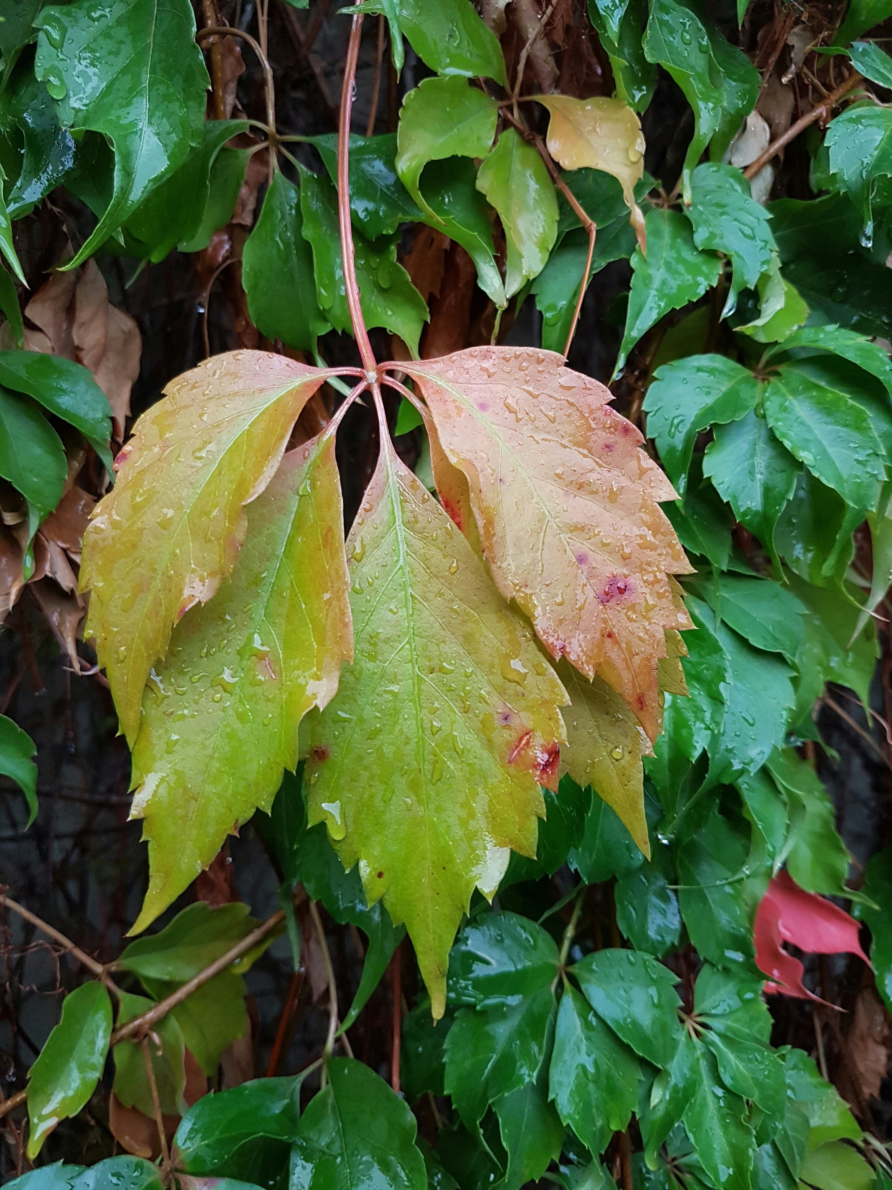 Free Unsplash photo from Mariem  Ben Jawed