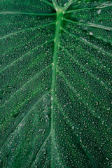 A close view of a delicate alocasia leaf glistening with water droplets.