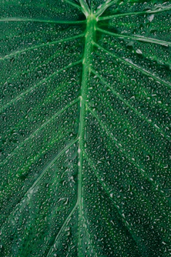 A close view of a delicate alocasia leaf glistening with water droplets.