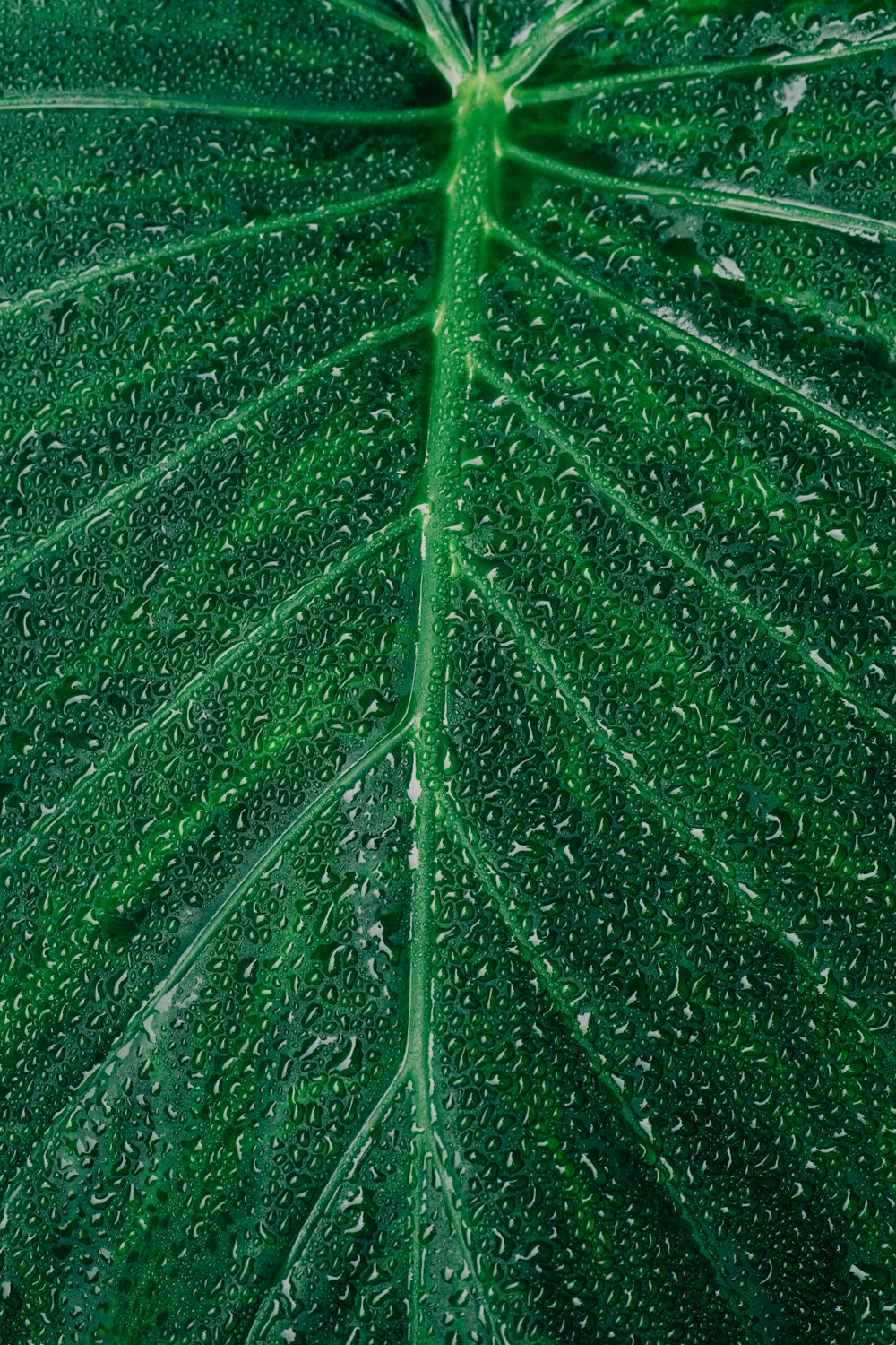 foglia verde in fotografia ravvicinata