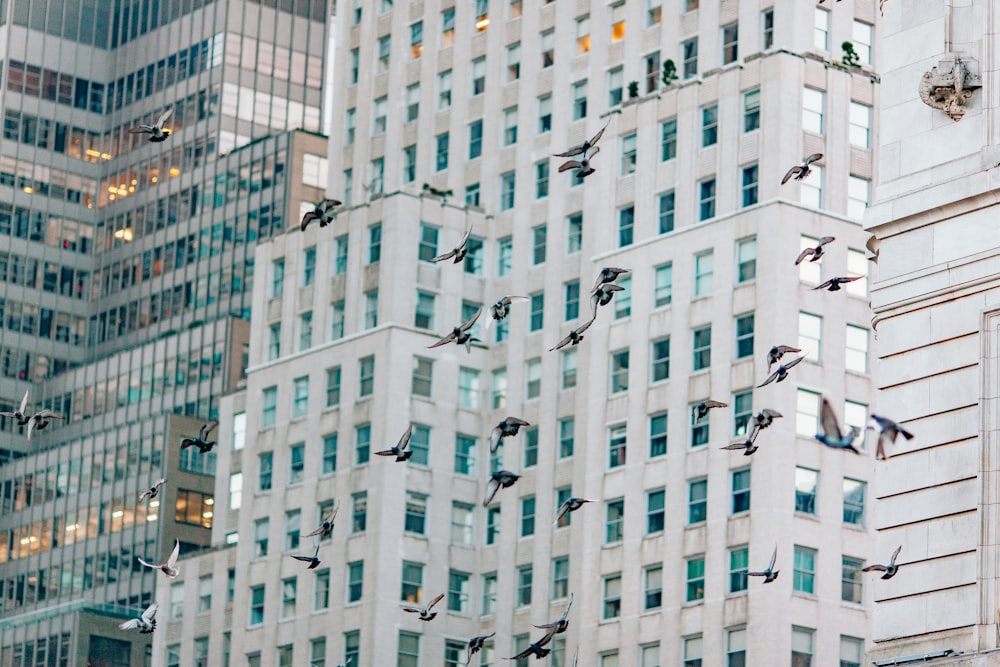 flock of birds under the sky