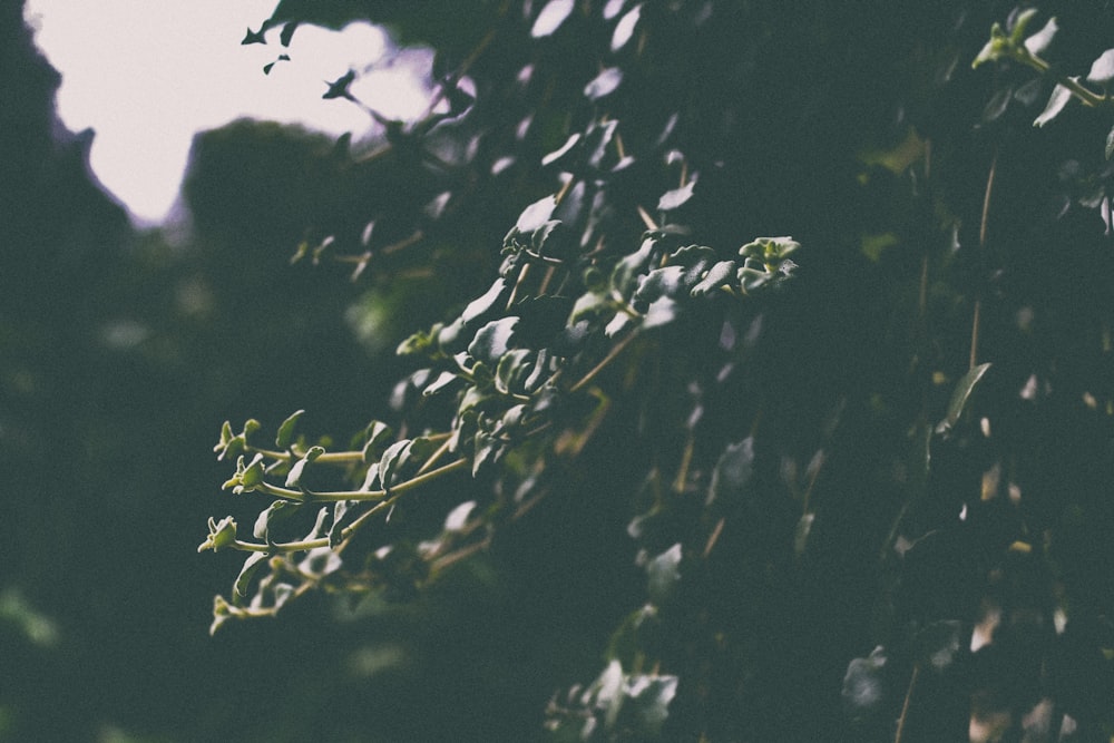 selective focus of tree leaves