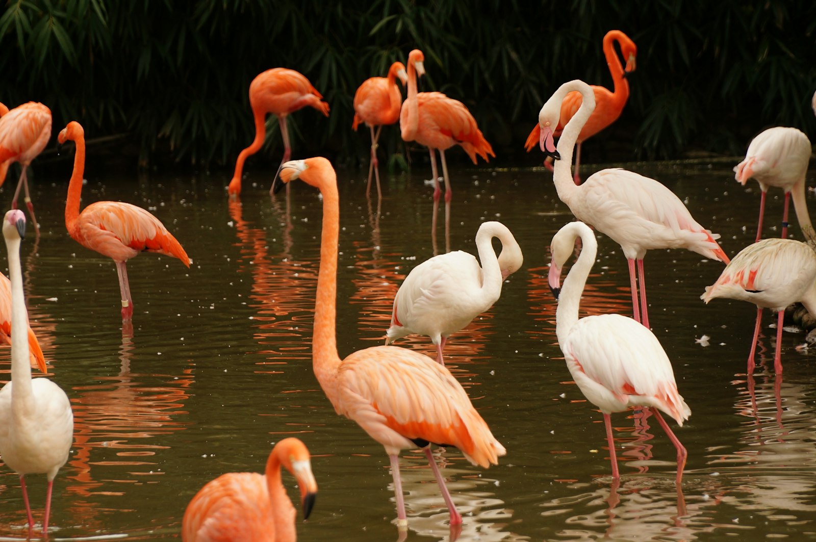 Sony Alpha NEX-5T + Sony E PZ 18-105mm F4 G OSS sample photo. White and pink flamingos photography