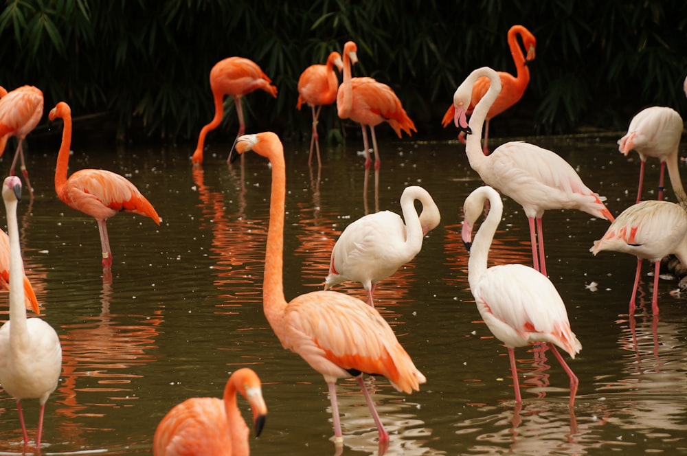 flamingos brancos e rosa no corpo de água durante o dia