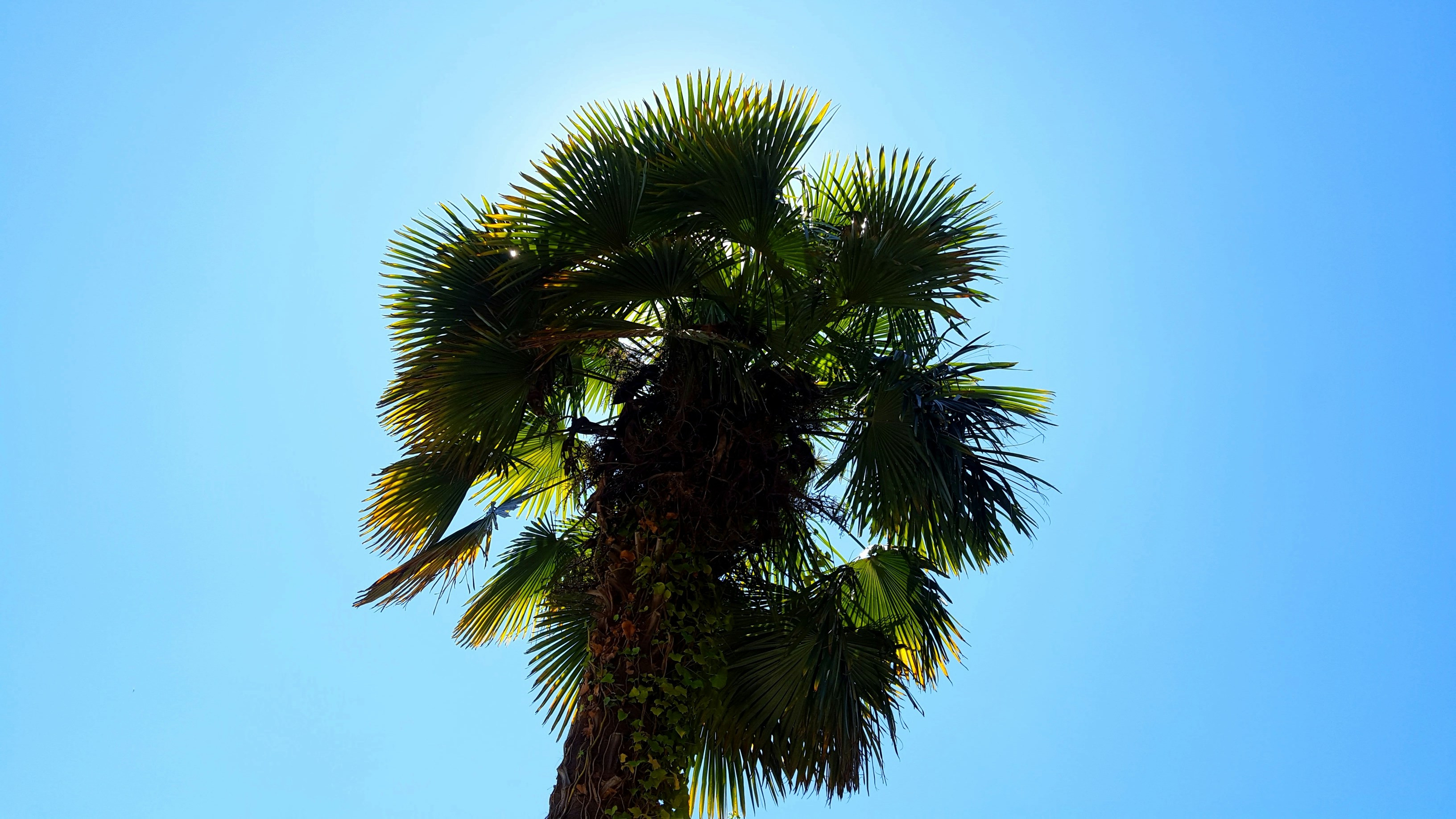 Free Unsplash photo from Riccardo Camino