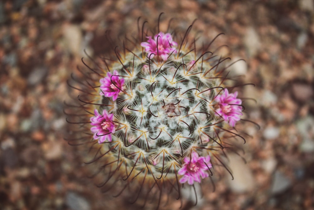 shallow focus photography of white and pink flower