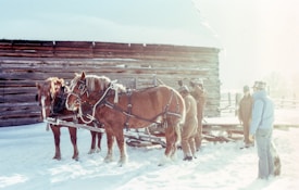 Two horses are harnessed and standing in front of a wooden cabin in a snowy landscape. Several people wearing winter clothing are gathered around, appearing to be tending to or inspecting the horses. The scene conveys a rustic and wintry atmosphere.