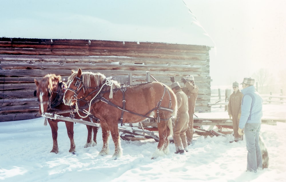 four men near two brown horses