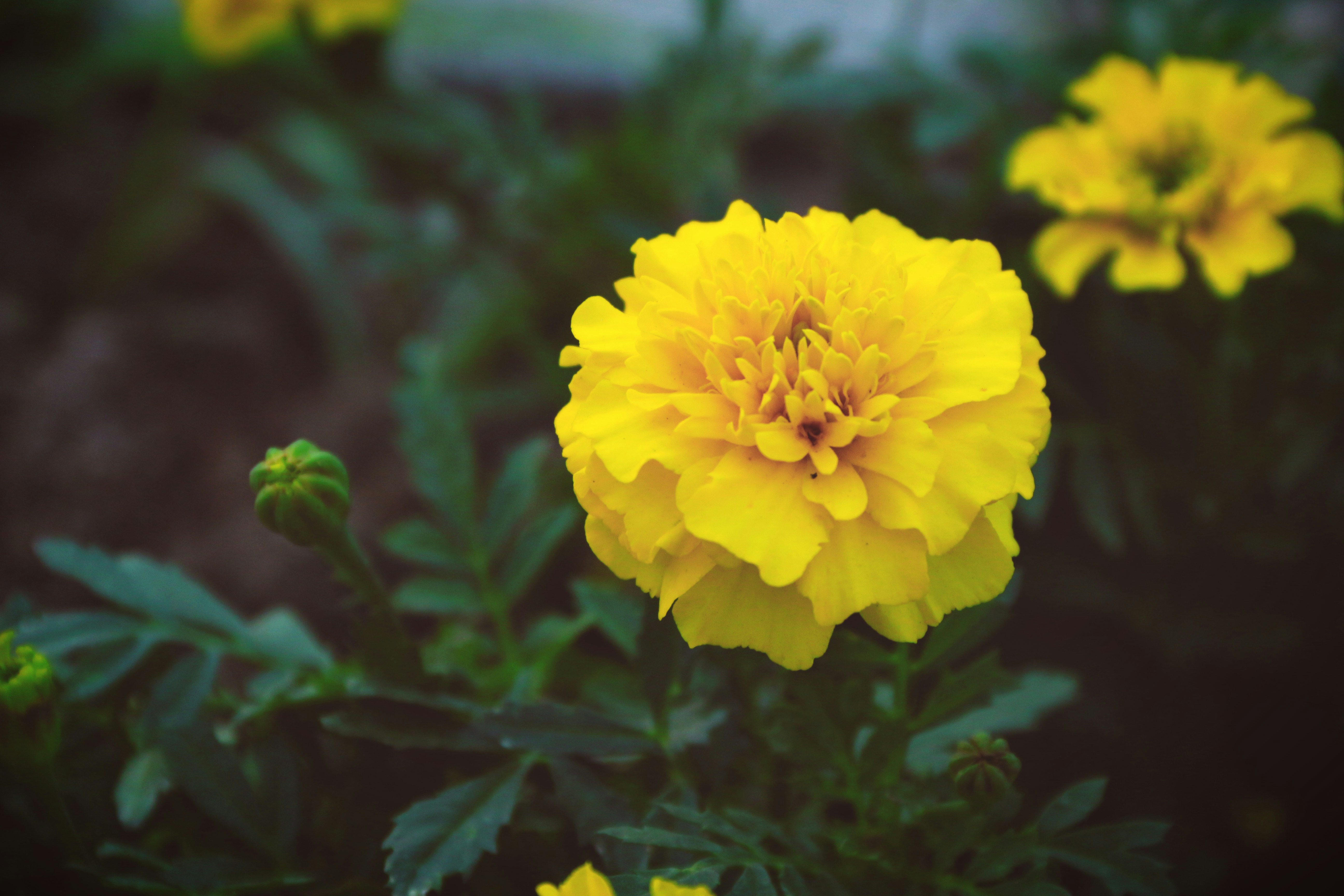 Free Unsplash photo from Priss Enriquez