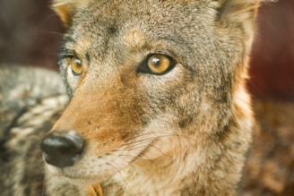 A close-up view of a wild canine with dense, textured fur featuring shades of grey, brown, and black. The animal has large, expressive amber eyes and a slightly wet nose, suggesting attentiveness. The background is blurred, putting emphasis on the animal's face.