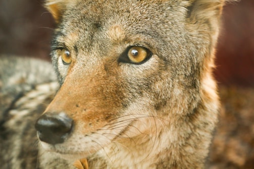 A close-up view of a wild canine with dense, textured fur featuring shades of grey, brown, and black. The animal has large, expressive amber eyes and a slightly wet nose, suggesting attentiveness. The background is blurred, putting emphasis on the animal's face.