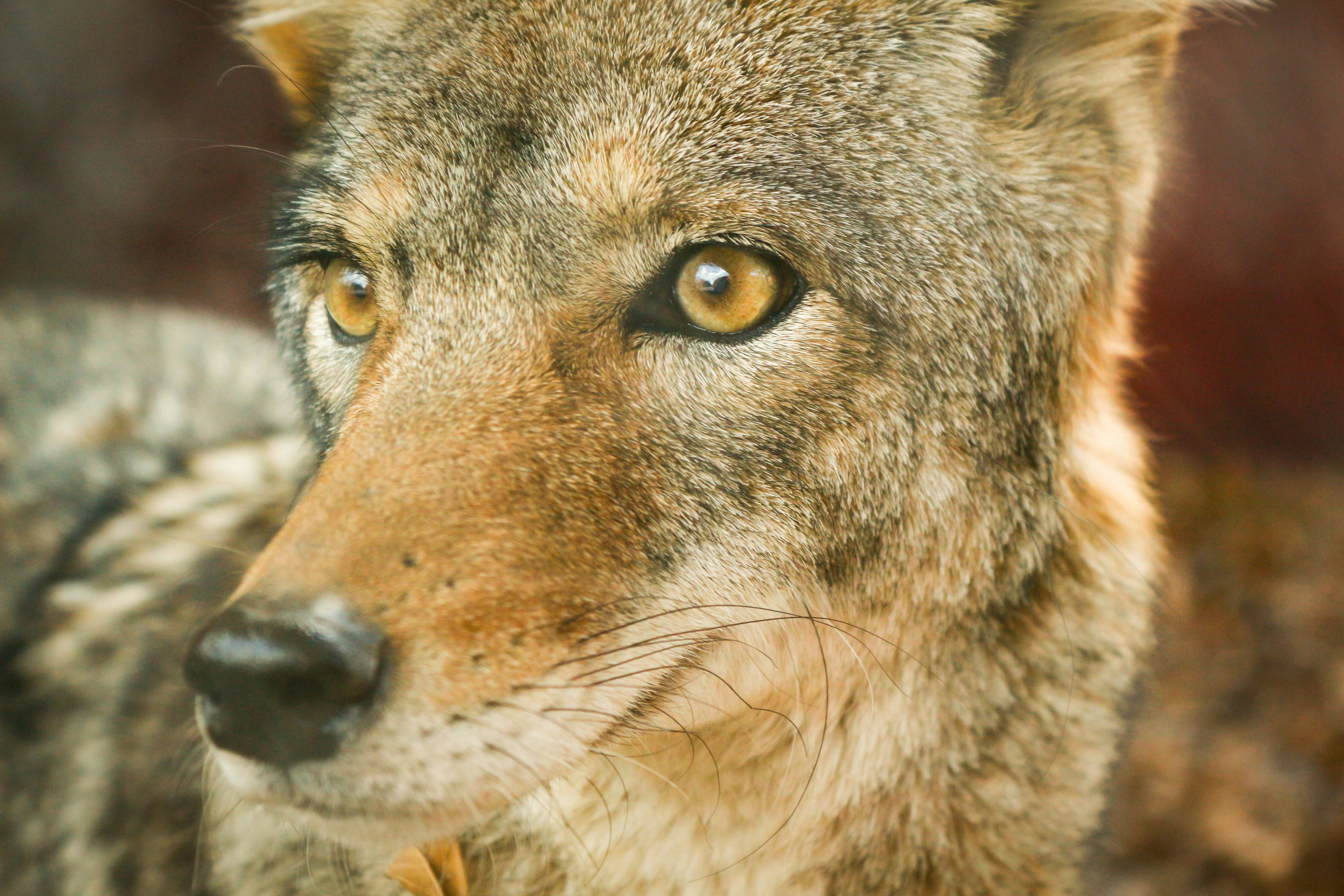 closeup photo of jackal