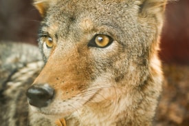 A close-up view of a wild canine with dense, textured fur featuring shades of grey, brown, and black. The animal has large, expressive amber eyes and a slightly wet nose, suggesting attentiveness. The background is blurred, putting emphasis on the animal's face.