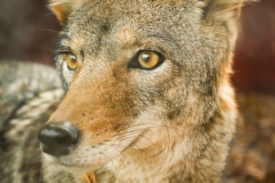 A close-up view of a wild canine with dense, textured fur featuring shades of grey, brown, and black. The animal has large, expressive amber eyes and a slightly wet nose, suggesting attentiveness. The background is blurred, putting emphasis on the animal's face.