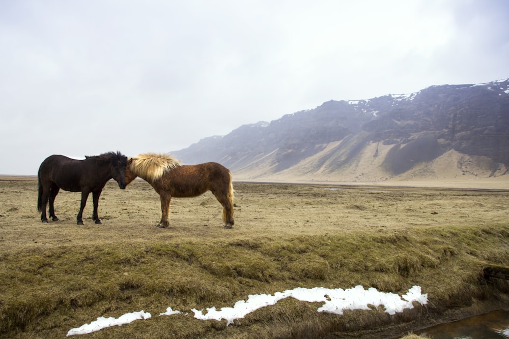검은 말과 갈색 말이 산 건너 푸른 잔디밭에 서 있습니다