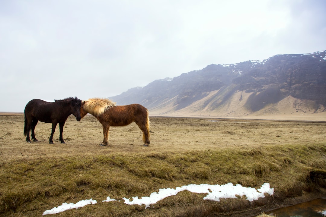 Horse CBD treats