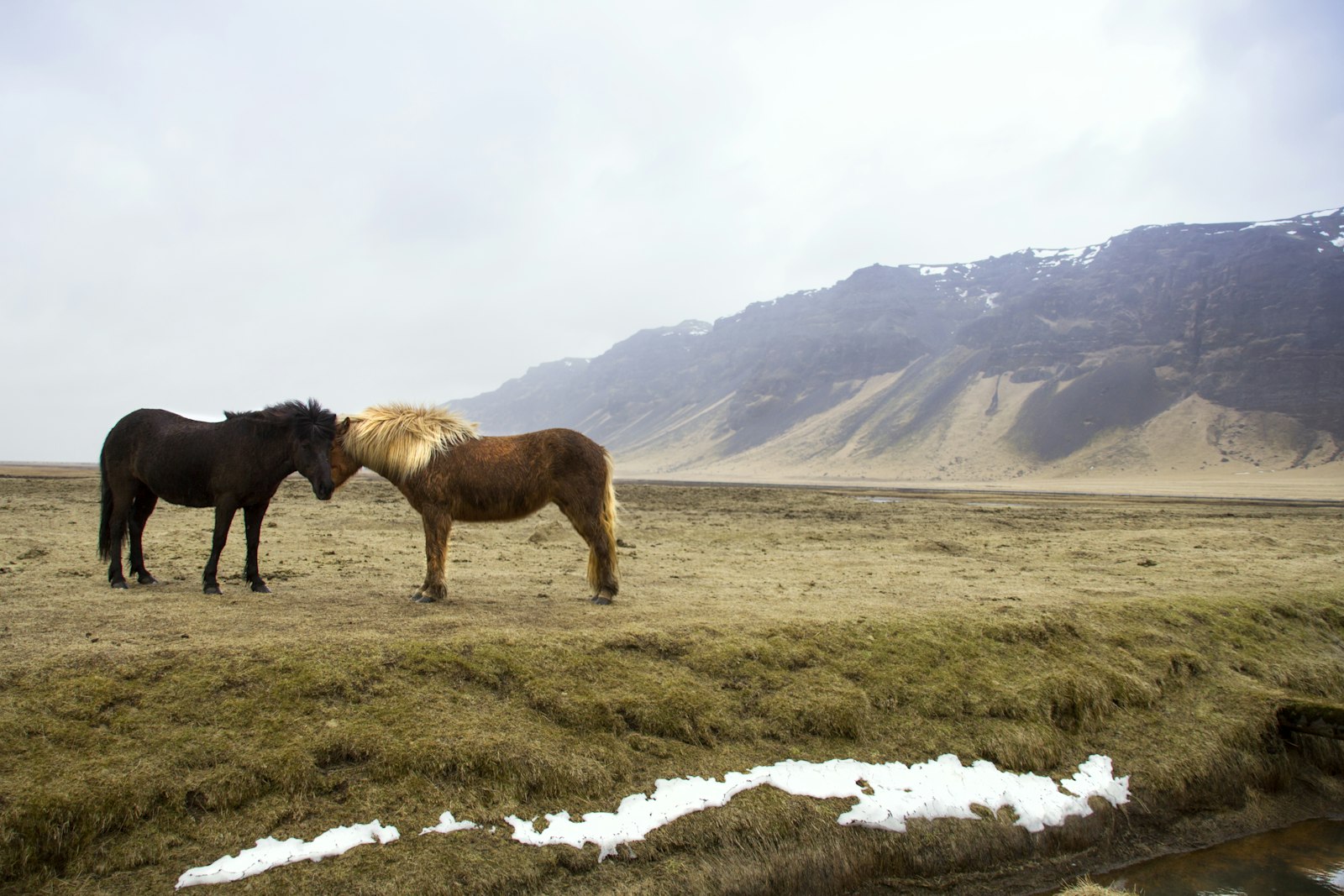 Canon EOS 60D + Sigma 18-200mm f/3.5-6.3 DC OS sample photo. Black and brown horses photography